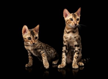 Siyah arka plan üzerine iki genç bengal purebred kedi