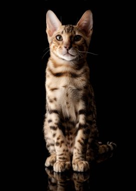 Siyah arka plan üzerine genç bengal purebred kedi portresi