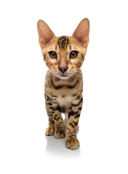 Portrait Young Bengal Purebred Cat White Background — Stock Photo, Image