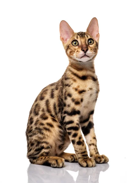 Portrait Young Bengal Purebred Cat White Background — Stock Photo, Image