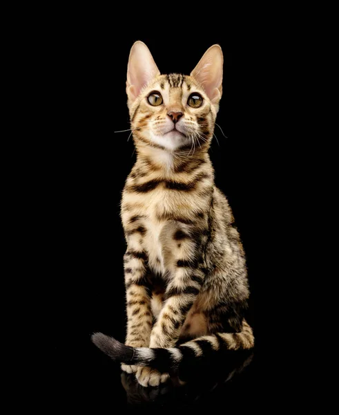 Portrait Young Bengal Purebred Cat Black Background — Stock Photo, Image