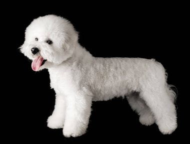Bichon siyah bir arka plan üzerinde izole edilmiştir. Bichon Frise köpek yavrusu. Beyaz köpek. Bichon tımar sonrası.
