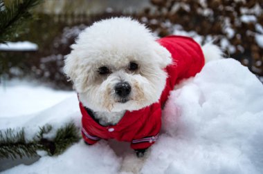 Kırmızı ceketli Bichon Frise köpek yavrusu. Açık havada. Beyaz köpek.