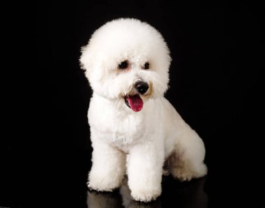 Bichon siyah bir arka plan üzerinde izole edilmiştir. Bichon Frise köpek yavrusu. Beyaz köpek. Bichon tımar dan sonra. Dili dışarı asılı.