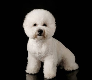 Bichon siyah bir arka plan üzerinde izole edilmiştir. Bichon Frise köpek yavrusu. Beyaz köpek. Bichon tımar sonrası.