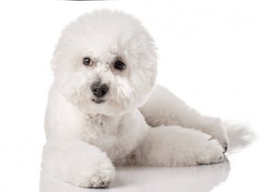 Bichon Frise köpek yavrusu. Beyaz bir arka plan üzerinde izole köpek. Beyaz köpek. Bichon tımar sonrası.