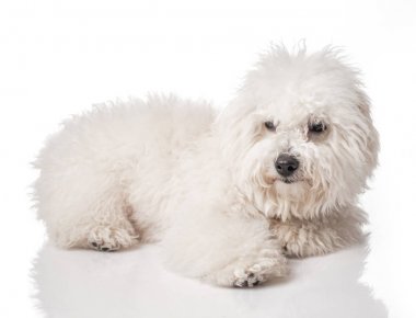 Bichon Frise köpek yavrusu. Aşırı büyümüş, budamış değil, tımar olmadan. Bichon beyaz bir arka plan üzerinde izole edilmiştir. Beyaz tüylü köpek.