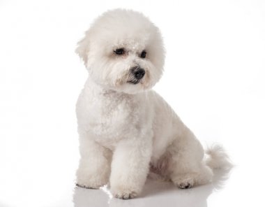 Bichon Frise köpek yavrusu. Beyaz bir arka plan üzerinde izole köpek. Beyaz köpek. Bichon tımar sonrası.