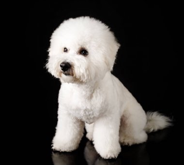 Bichon siyah bir arka plan üzerinde izole edilmiştir. Bichon Frise köpek yavrusu. Beyaz köpek. Bichon tımar sonrası.