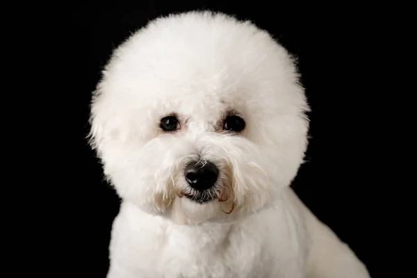 Bichon Siyah Bir Arka Plan Üzerinde Izole Edilmiştir Bichon Frise — Stok fotoğraf