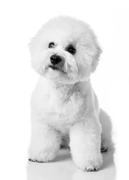 Bichon Frise Szczeniak Pies Wyizolowany Białym Tle Biały Pies Bichon — Zdjęcie stockowe