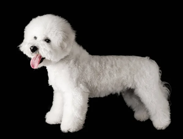 Bichon Ist Auf Schwarzem Hintergrund Isoliert Bichon Frise Welpe Weißer — Stockfoto