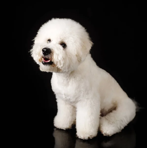 Bichon Ist Auf Schwarzem Hintergrund Isoliert Bichon Frise Welpe Weißer — Stockfoto