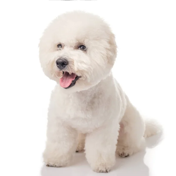 Cãozinho Bichon Frise Cão Isolado Fundo Branco Cão Branco Bichon — Fotografia de Stock