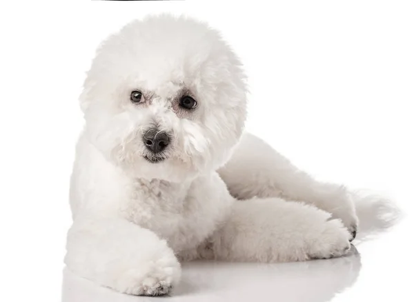 Bichon Frise Welpe Hund Isoliert Auf Weißem Hintergrund Weißer Hund — Stockfoto