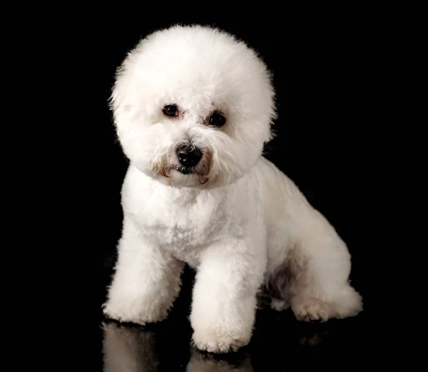 Bichon Isolated Black Background Bichon Frise Puppy White Dog Bichon — Stock Photo, Image
