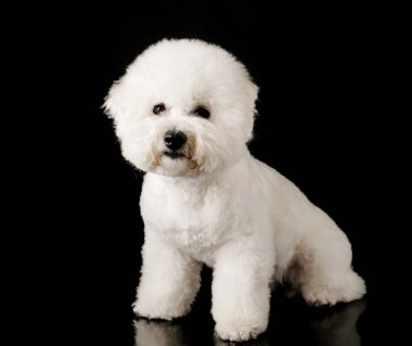 Bichon siyah bir arka plan üzerinde izole edilmiştir. Bichon Frise köpek yavrusu. Beyaz köpek. Bichon tımar sonrası.