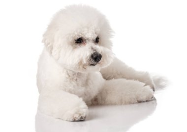 Bichon Frise köpek yavrusu. Beyaz bir arka plan üzerinde izole köpek. Beyaz köpek. Bichon tımar sonrası.