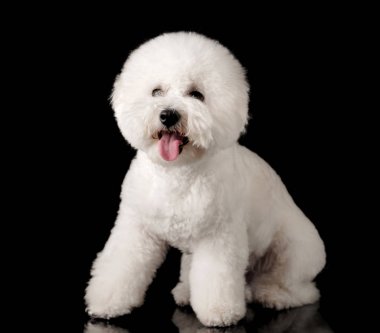 Bichon siyah bir arka plan üzerinde izole edilmiştir. Bichon Frise köpek yavrusu. Beyaz köpek. Bichon tımar dan sonra. Dili dışarı asılı.