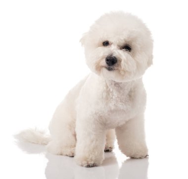 Bichon Frise köpek yavrusu. Beyaz bir arka plan üzerinde izole köpek. Beyaz köpek. Bichon tımar sonrası.