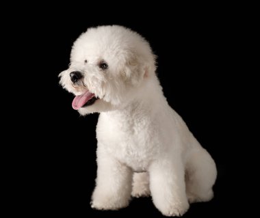 Bichon siyah bir arka plan üzerinde izole edilmiştir. Bichon Frise köpek yavrusu. Beyaz köpek. Bichon tımar sonrası.