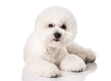Bichon Frise köpek yavrusu. Beyaz bir arka plan üzerinde izole köpek. Beyaz köpek. Bichon tımar sonrası.