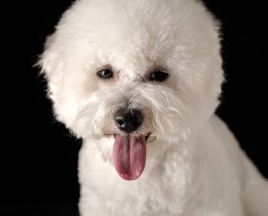Bichon siyah bir arka plan üzerinde izole edilmiştir. Bichon Frise köpek yavrusu. Beyaz köpek. Bichon tımar dan sonra. Yakından kapatın. Dili dışarı asılı.