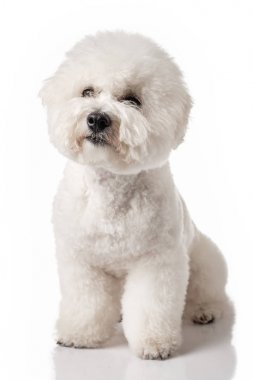 Bichon Frise köpek yavrusu. Beyaz bir arka plan üzerinde izole köpek. Beyaz köpek. Bichon tımar sonrası.