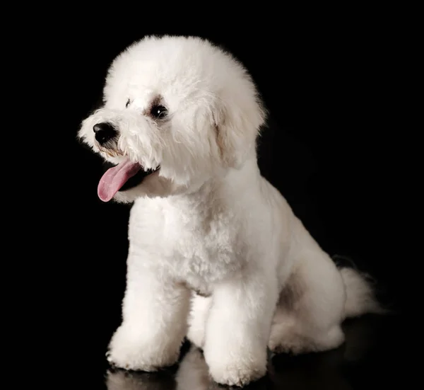 Bichon Ist Auf Schwarzem Hintergrund Isoliert Bichon Frise Welpe Weißer — Stockfoto