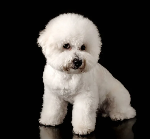 Bichon Ist Auf Schwarzem Hintergrund Isoliert Bichon Frise Welpe Weißer — Stockfoto