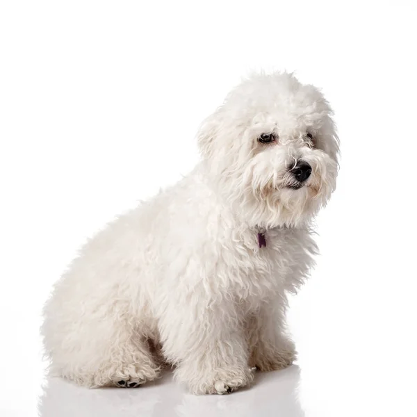 Bichon Frise Puppy Overgrown Trimmed Grooming Bichon Isolated White Background Royalty Free Stock Photos