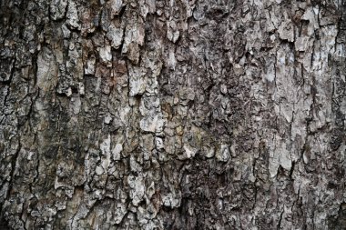 Ağaç kabuğu dokulu ve arka plan. Kırık ahşap doku. Doğa arka plan ve duvar kağıdı.