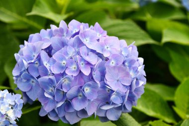Güzel çiçeklenme mavi ve mor Ortanca veya Hortensia çiçekleri (Ortanca macrophylla) yaz aylarında bulanıklık arka plan üzerinde güneş ışığı altında. Doğal arka plan.