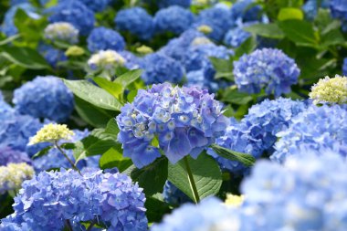 Güzel çiçeklenme mavi ve mor Ortanca veya Hortensia çiçekleri (Ortanca macrophylla) yaz aylarında bulanıklık arka plan üzerinde güneş ışığı altında. Doğal arka plan. 