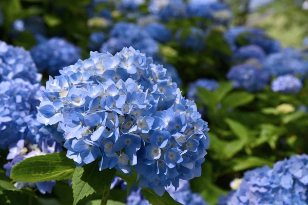 Красивые Цветущие Голубые Цветы Hydrangea Hortensia Hydrangea Macrophylla Солнечным Светом — стоковое фото