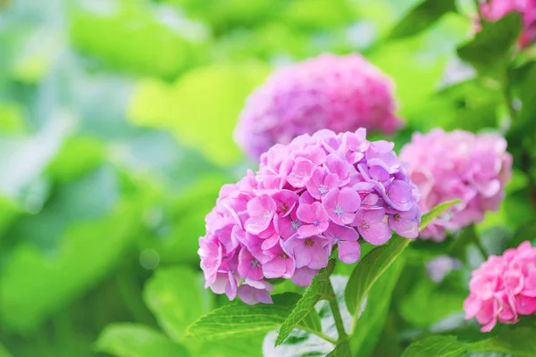 Güzel çiçek açan pembe Ortanca veya Hortensia çiçekleri (Ortanca macrophylla) Ueno Park bulanıklık yeşillik arka plan üzerinde, Tokyo, Yaz aylarında Japonya. Doğal arka plan. 