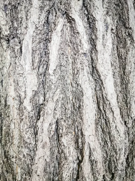 Ağaç kabuğu dokulu ve arka plan. Kırık ahşap doku. Doğa arka plan ve duvar kağıdı.