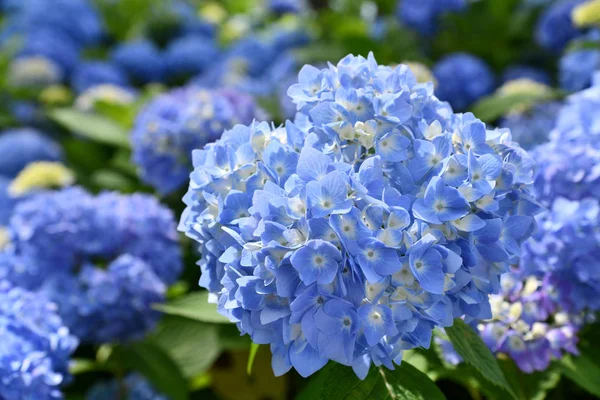 Güzel Çiçekaçan Mavi Ortanca Veya Hortensia Çiçekleri Ortanca Macrophylla Yaz — Stok fotoğraf