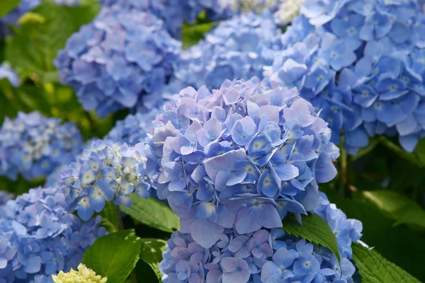 Güzel çiçeklenme mavi ve mor Ortanca veya Hortensia çiçekleri (Ortanca macrophylla) yaz aylarında bulanıklık arka plan üzerinde güneş ışığı altında. Doğal arka plan. 