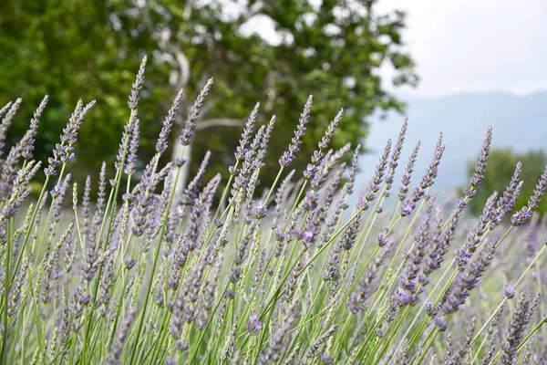 Kawaguchiko Herb Festivali yaz aylarında Mor lavanta çiçekleri, Yagizaki Park, Japonya. Doğa arka plan ve duvar kağıdı.