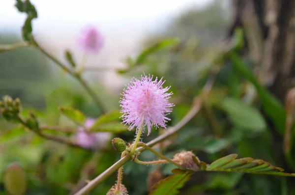 Mimosa pudica yakın (hassas bitki, uykulu bitki, touch-me-not veya shameplant). Taze çiçeklerin güzel arka planı.