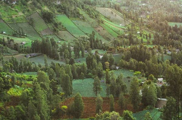 Tengger Dağları'nda yeşil ağaçların, tarım alanı, tepe ve köy görünümü,Endonezya, yakındaki Bromo Dağı. Doğa peyzaj, ekoloji ve yeşillik arka plan ve duvar kağıdı.