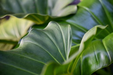 Sabah güneş ışığı altında bahçede yeşil yapraklar. Yeşil doku ve arka plan bırakır. Doğa arka plan ve duvar kağıdı.