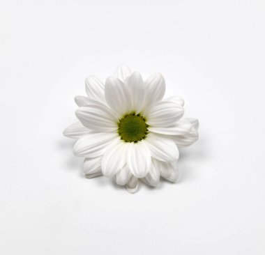 Beyaz arka plan üzerinde güzel beyaz çiçek. Taze çiçeğin fotoğrafını kapatın.