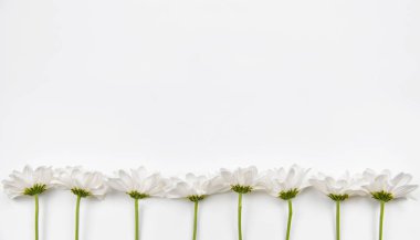 Metin için alan ile beyaz arka plan üzerinde beyaz çiçekler. Kart, arka plan ve duvar kağıdı dekorasyon ve tasarım.