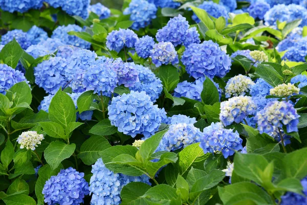 Yaz aylarında güneş ışığı altında mavi, mor Ortanca veya Hortensia çiçek (Ortanca macrophylla) ve yeşil yaprakları niçin çiçek açan güzel çalı seçici odak. Doğal arka plan.