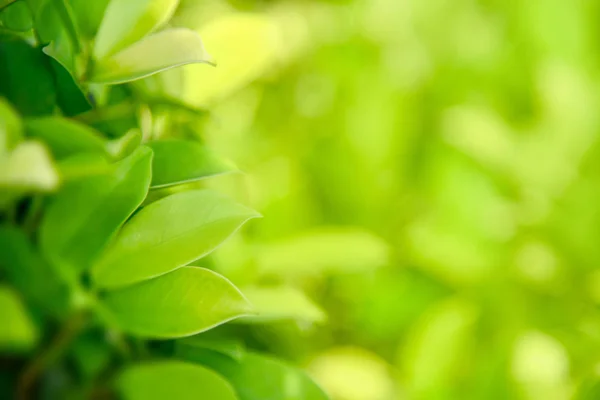 Sabah güneş ışığı altında bahçede yeşil yapraklar. Yeşil, bulanık arka planda doku bırakır. Doğa, taze, yeşillik ve ekoloji arka plan ve duvar kağıdı. 