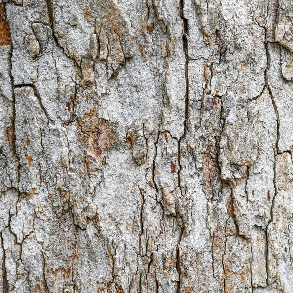 Ağaç kabuğu dokulu ve arka plan. Kırık ahşap doku. Doğa arka plan ve duvar kağıdı.