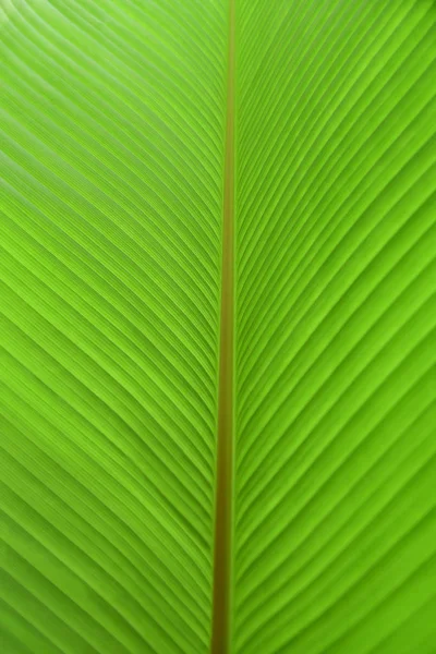 Yeşil muz yaprağı dokulu. Muz yaprağı arka plan. Doğa arka plan ve duvar kağıdı.