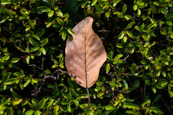 Kahverengi kuru yaprak ve güneş ışığı altında yeşil yaprakları ile dalları. Doğa arka planı.